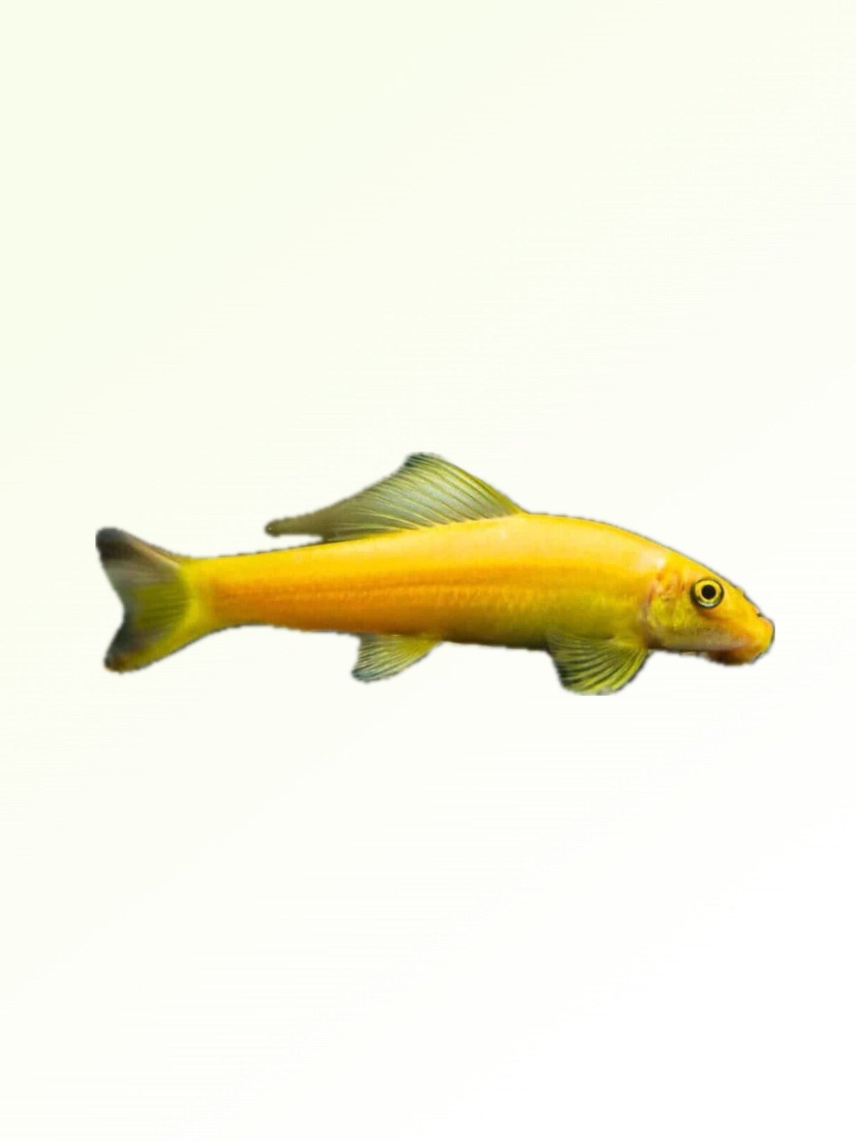 GOLDEN ALGAE EATERS