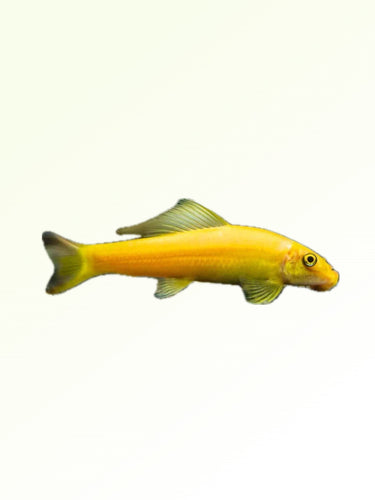 GOLDEN ALGAE EATERS