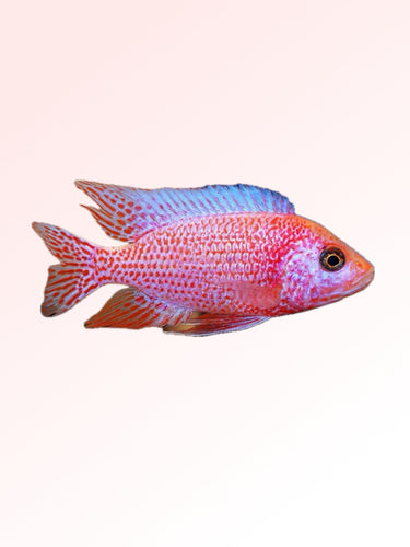 STRAWBERRY CICHLID