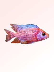 STRAWBERRY CICHLID