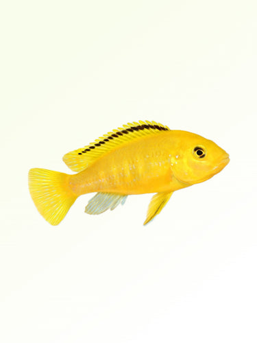 YELLOW MARF CICHLID