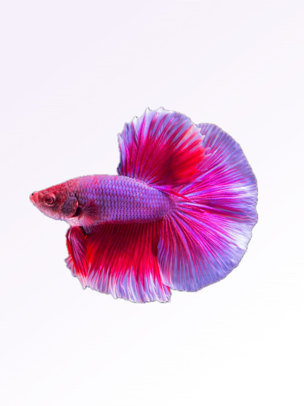 FEMALE BETTA ADULT SIZE