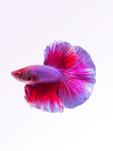 FEMALE BETTA ADULT SIZE