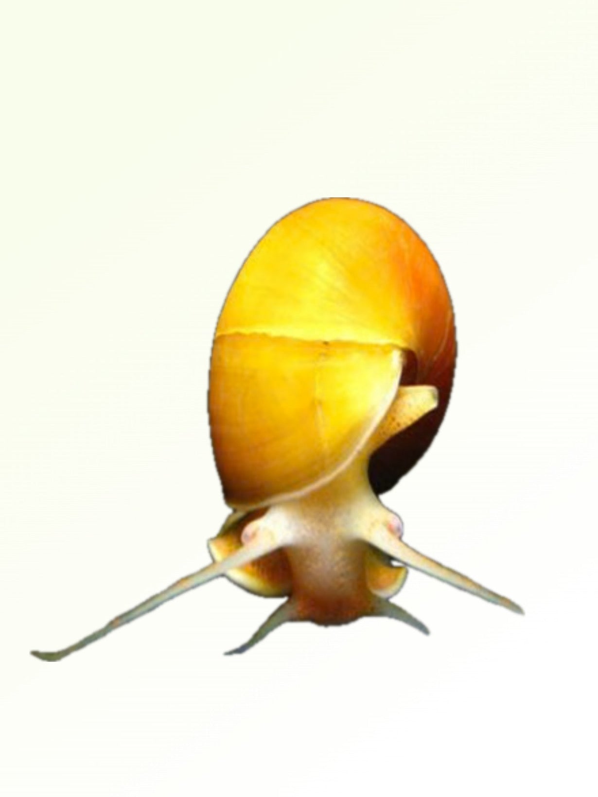 APPLE SNAIL