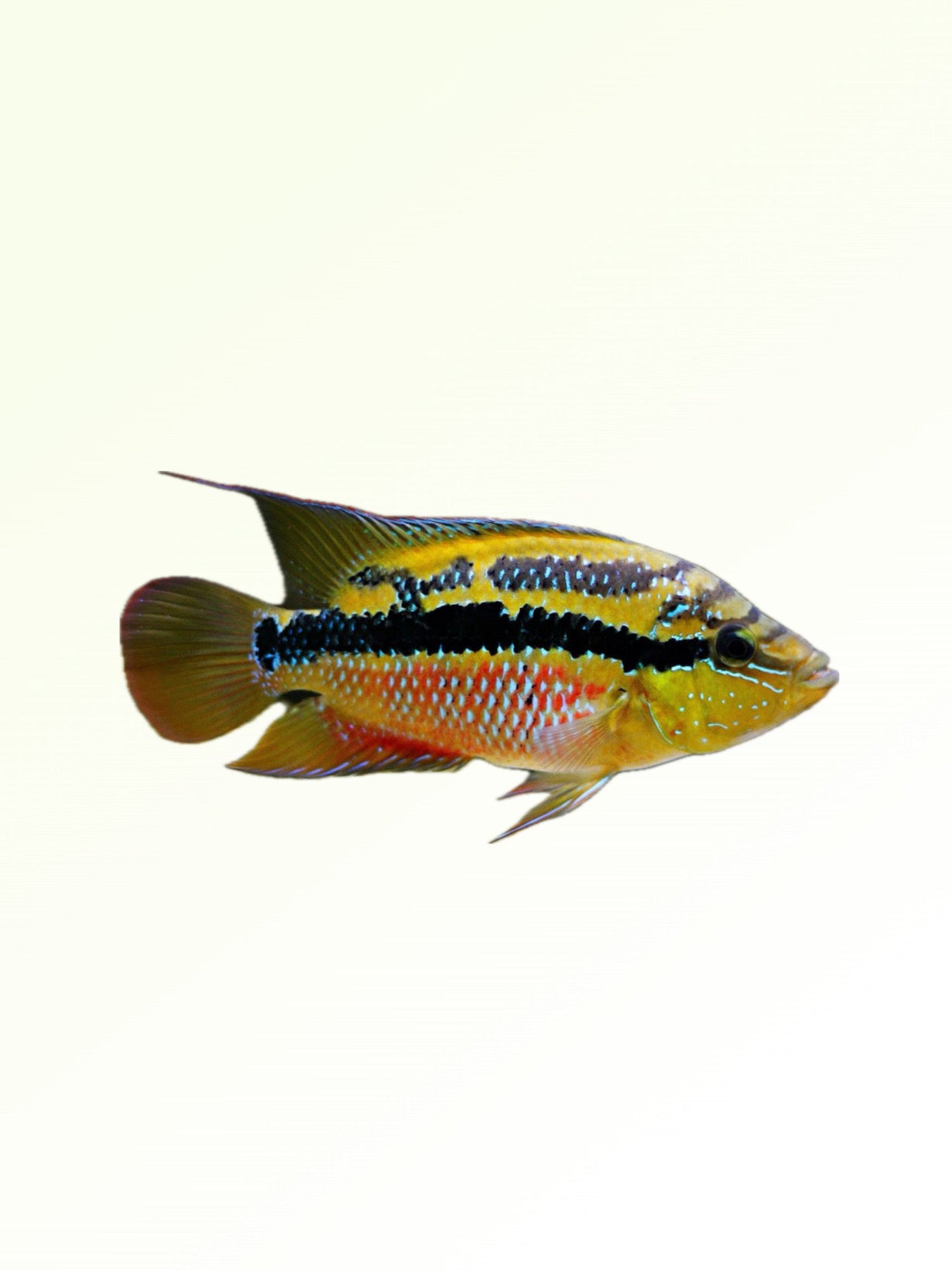 SALVANI CICHLID