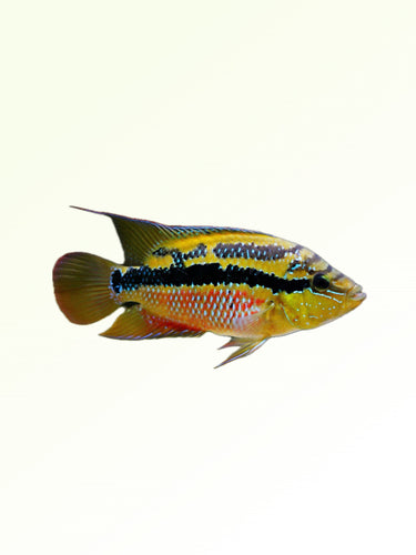 SALVANI CICHLID