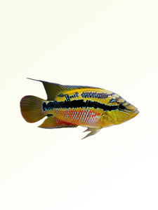 SALVANI CICHLID