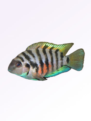 CONVICT CICHLID