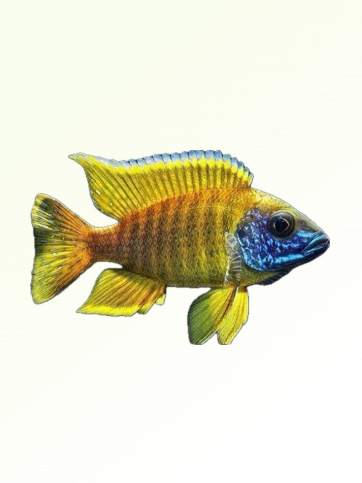YELLOWBIRD PEACOCK CICHLID