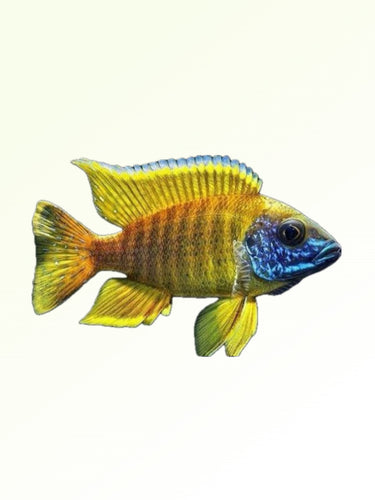 YELLOWBIRD PEACOCK CICHLID