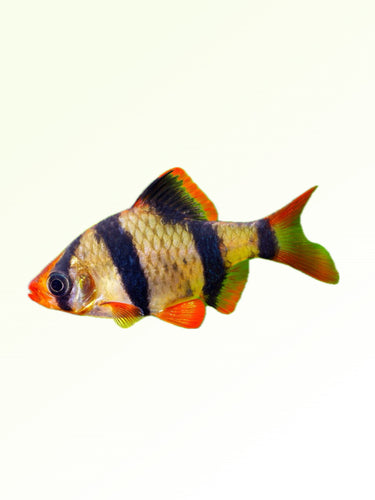 TIGER BARB