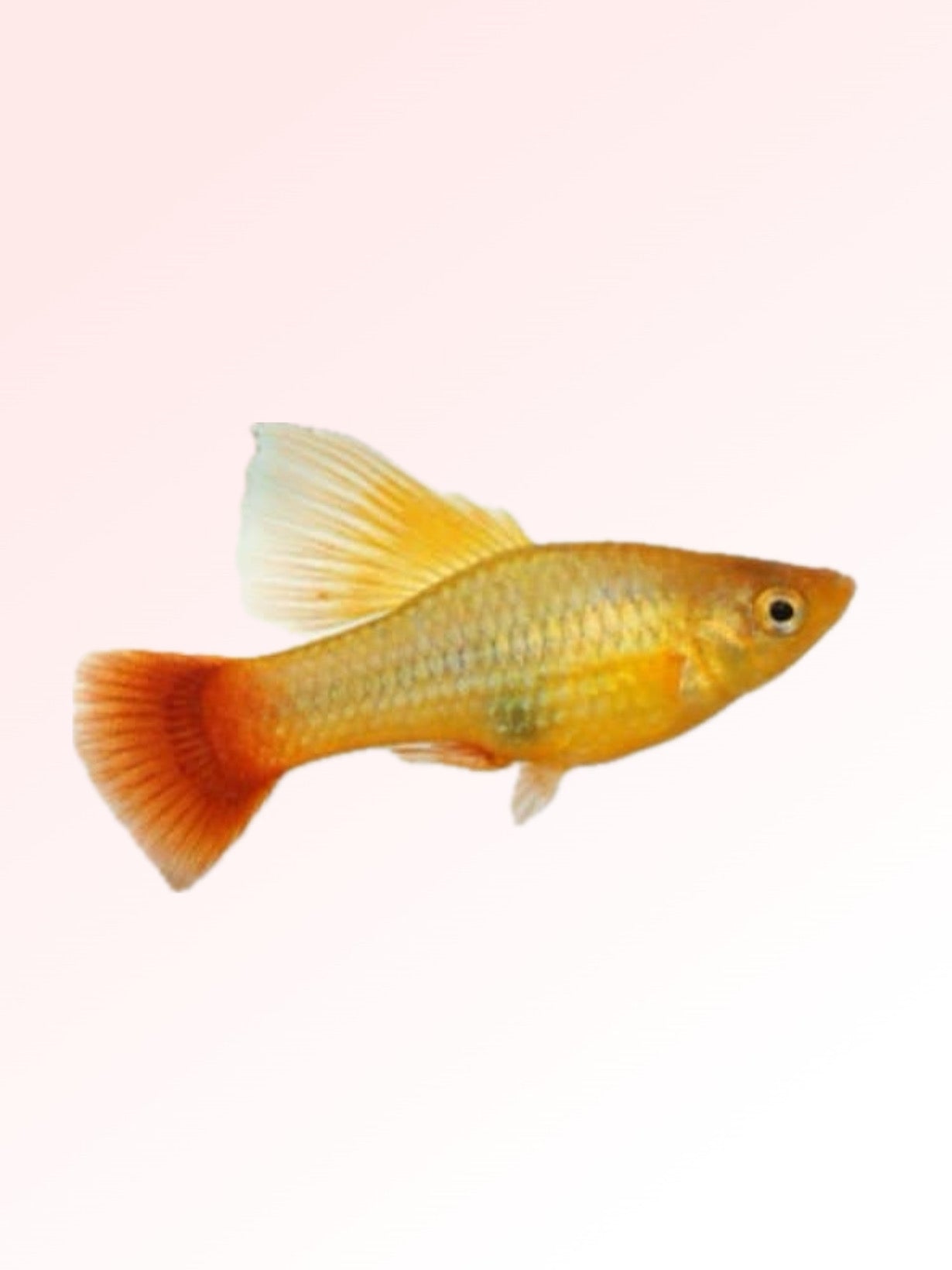 MANGO PLATY