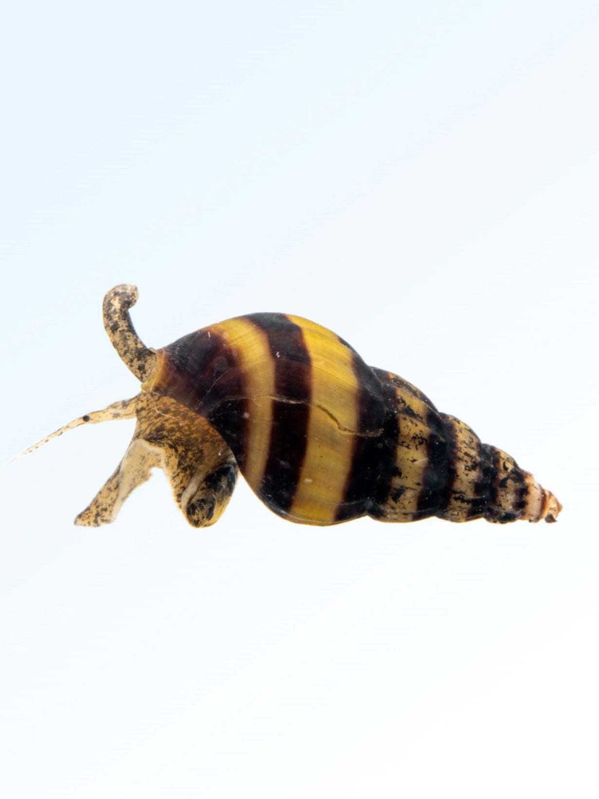 ASSASIN SNAIL