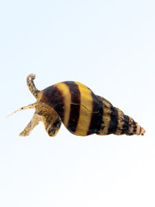 ASSASIN SNAIL