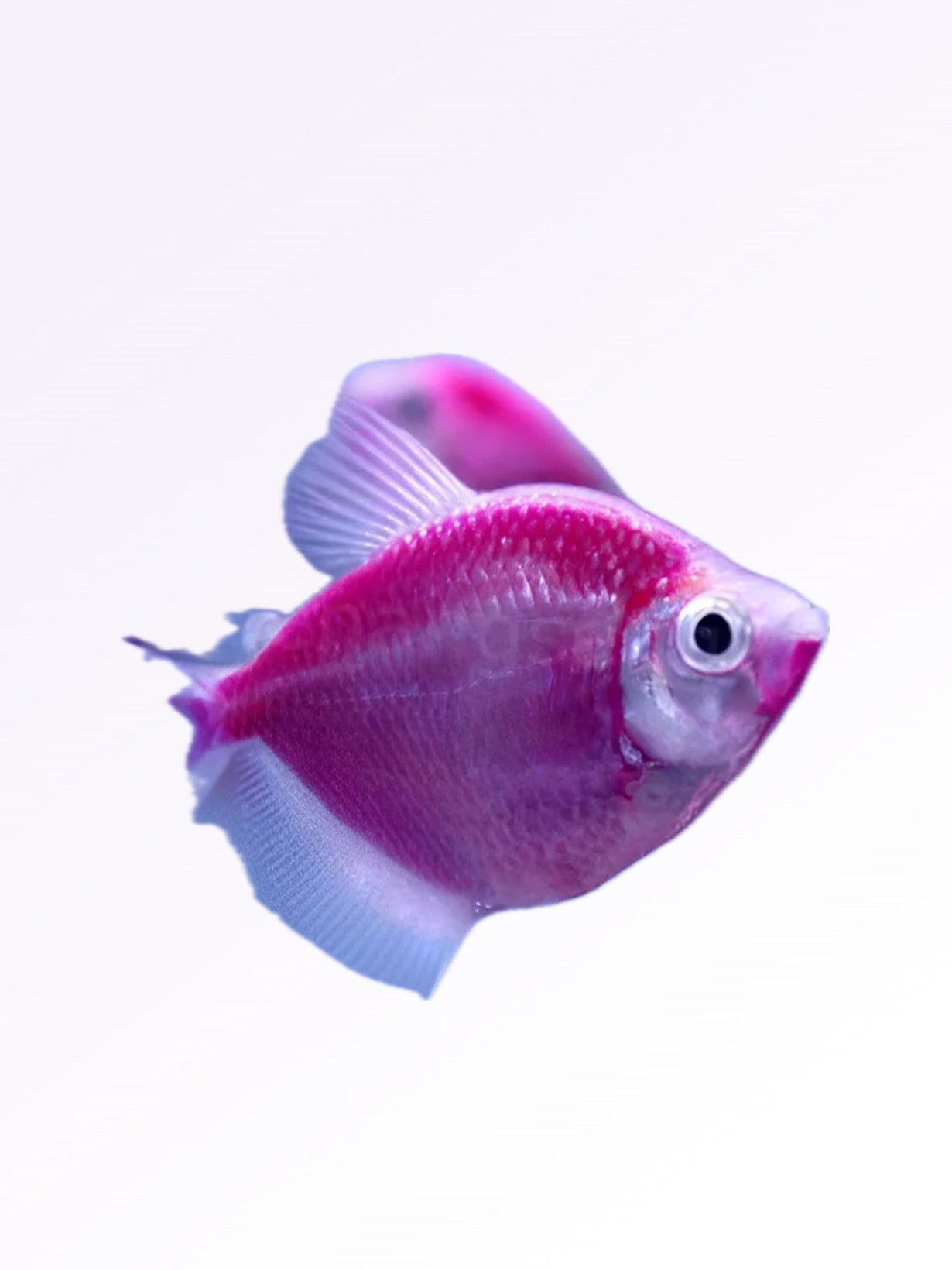 PURPLE  WIDOW TETRA