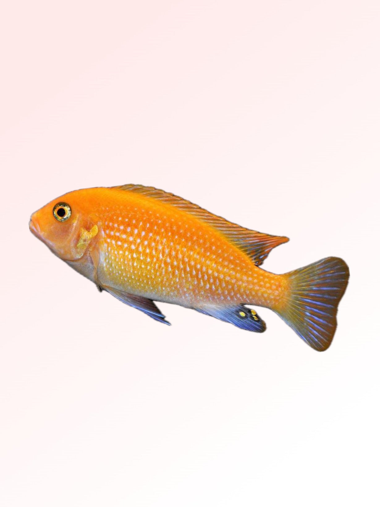 ORANGE MARF CICHLID