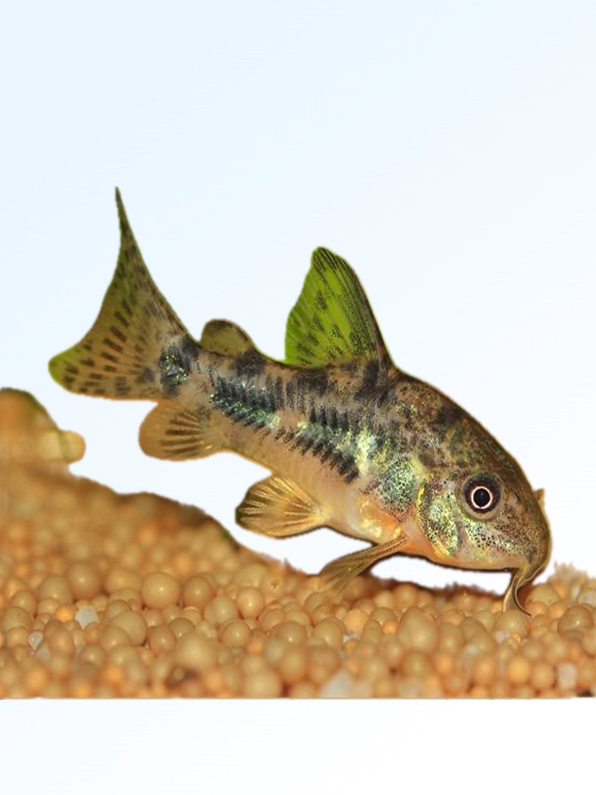 PEPPER CORYDORAS