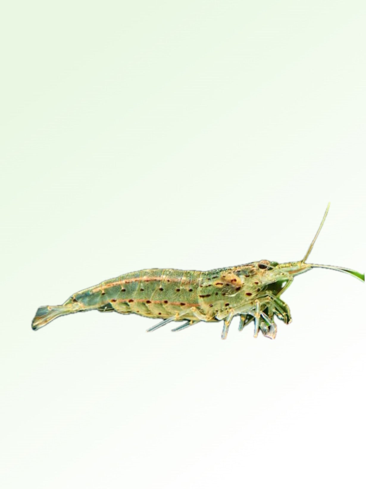 AMANO SHRIMP