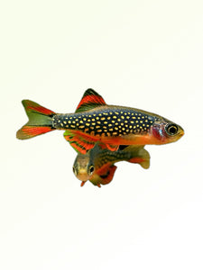 MICRO GALAXY RASBORA