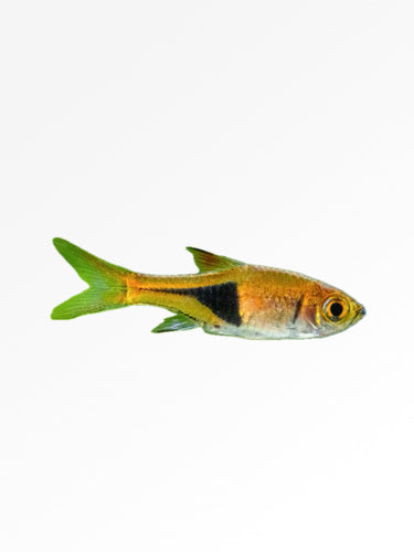 HARLEQUIN RASBORA