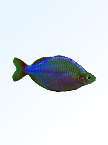 PEACOCK RAINBOW