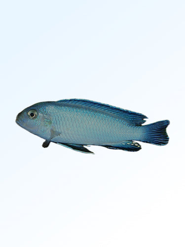 POWDER BLUE CICHLID