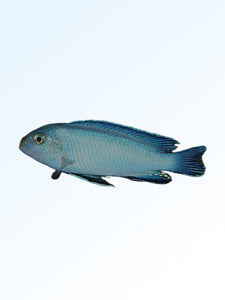 POWDER BLUE CICHLID