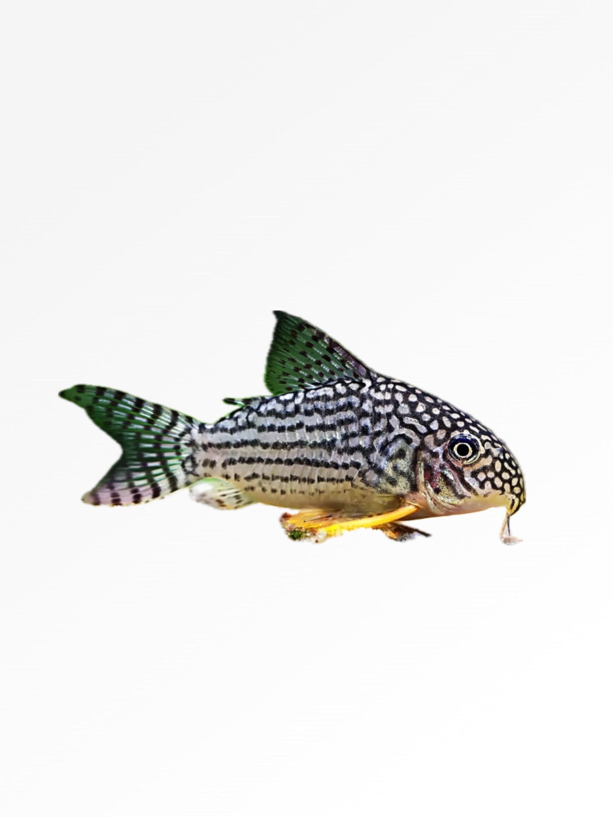 STERBAI CORYDORAS