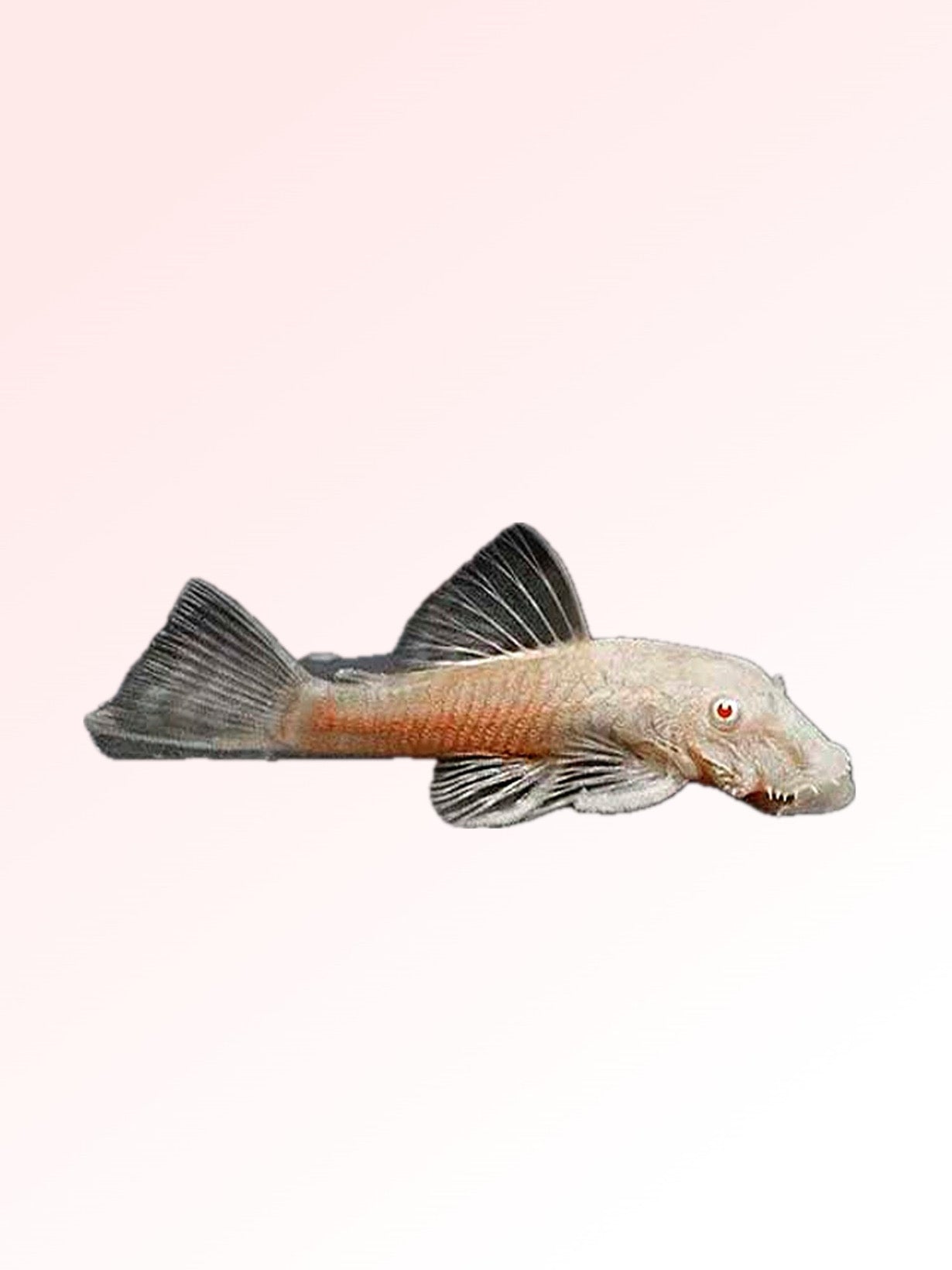 ALBINO BRISTLENOSE CATFISH