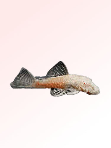 ALBINO BRISTLENOSE CATFISH