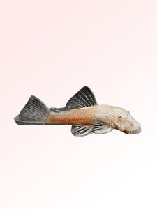 ALBINO BRISTLENOSE CATFISH