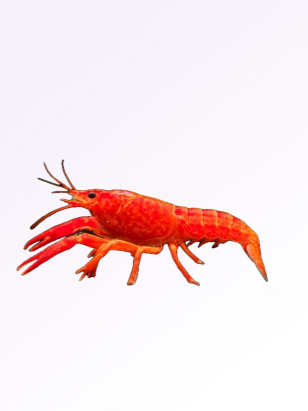 RED LOBSTER