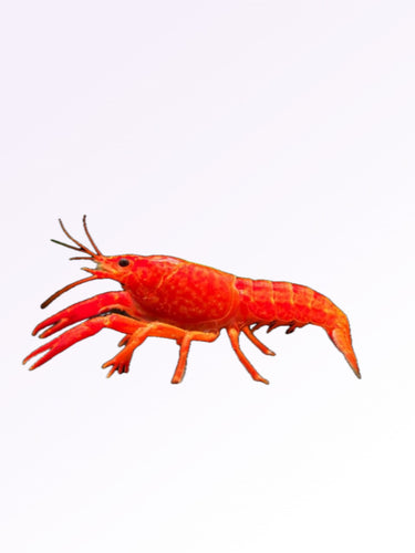 RED LOBSTER