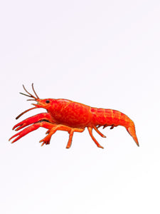 RED LOBSTER