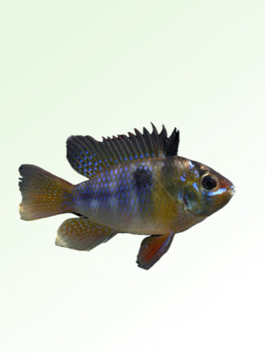 THAI SILK RAM
