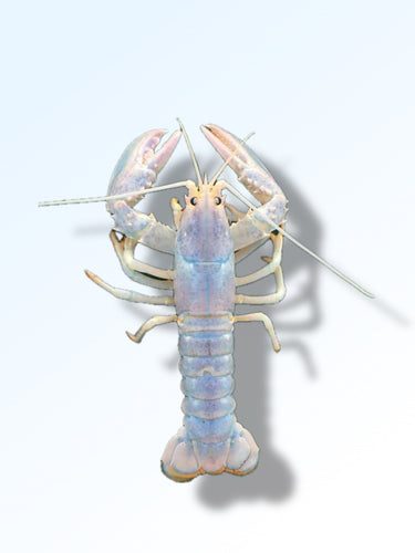 WHITE LOBSTER