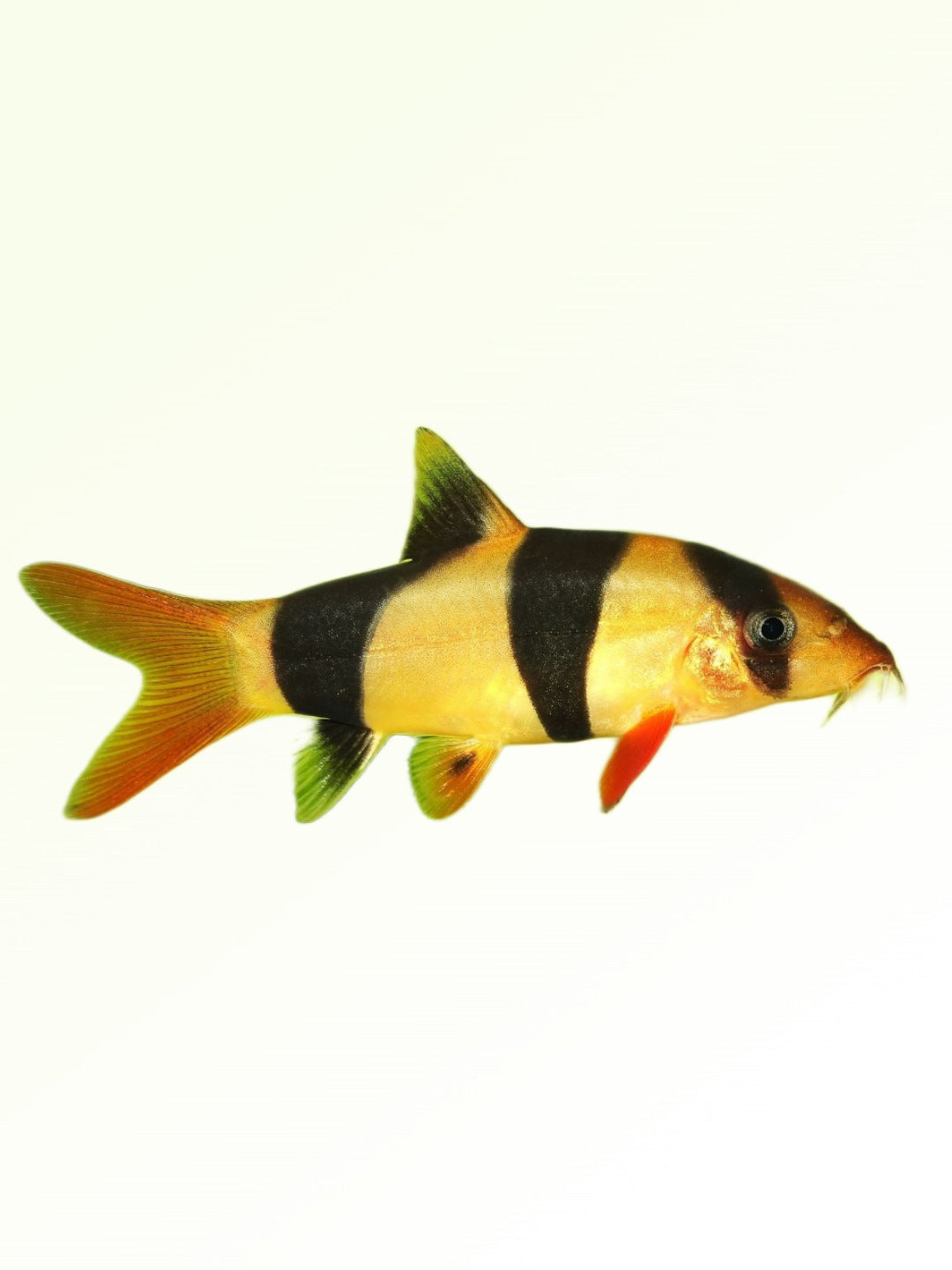 CLOWN LOACH