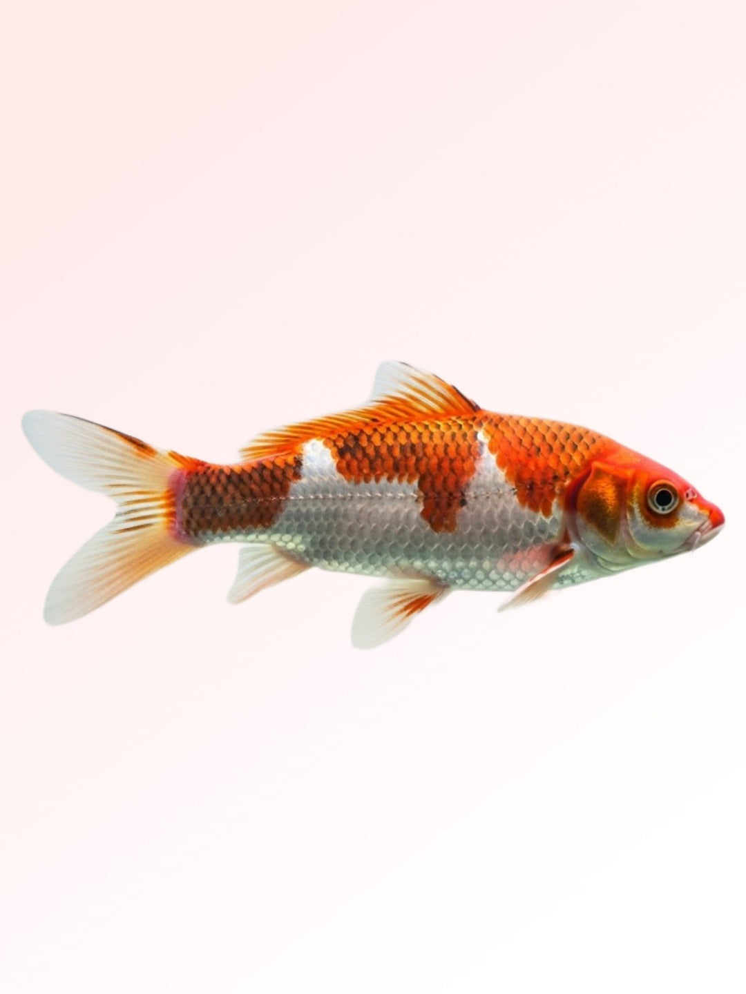 JAPANESE KOI