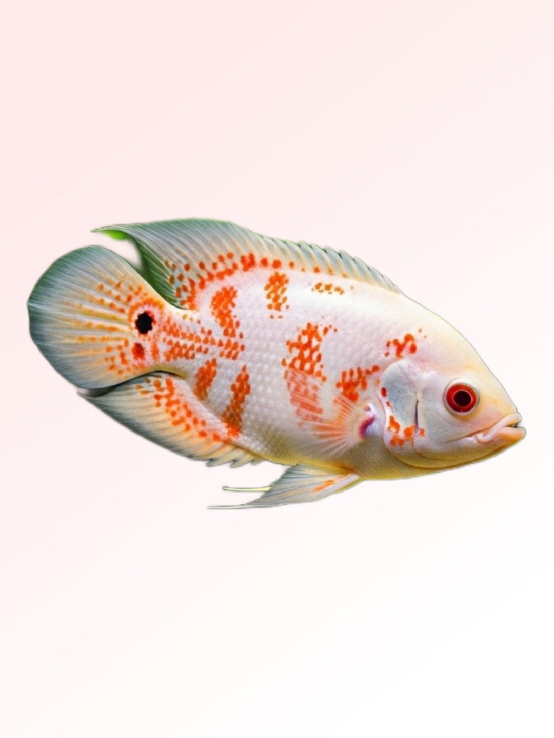 Albino Tiger Oscar Fish