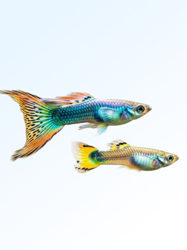 Male & Female Guppy Combo Pack