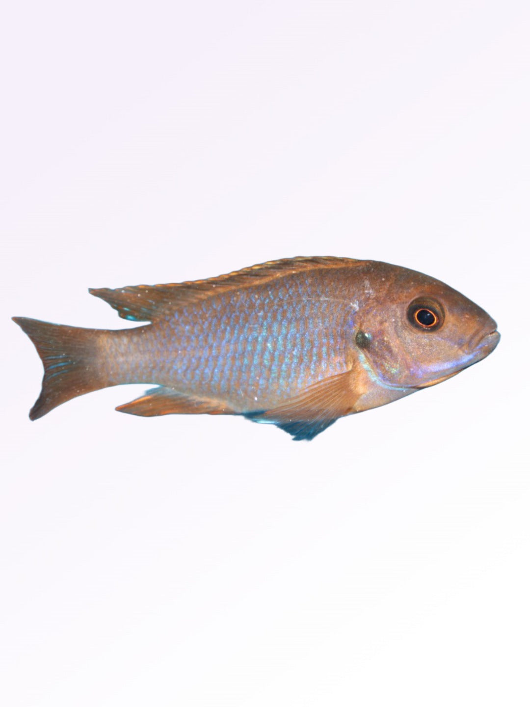 Lavender Mbuna Cichlid