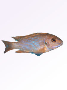 Lavender Mbuna Cichlid