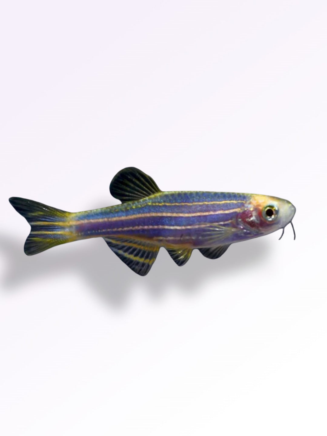 BLUE ZEBRA