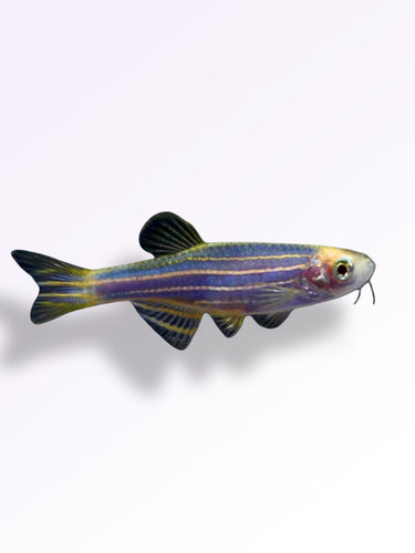 BLUE ZEBRA