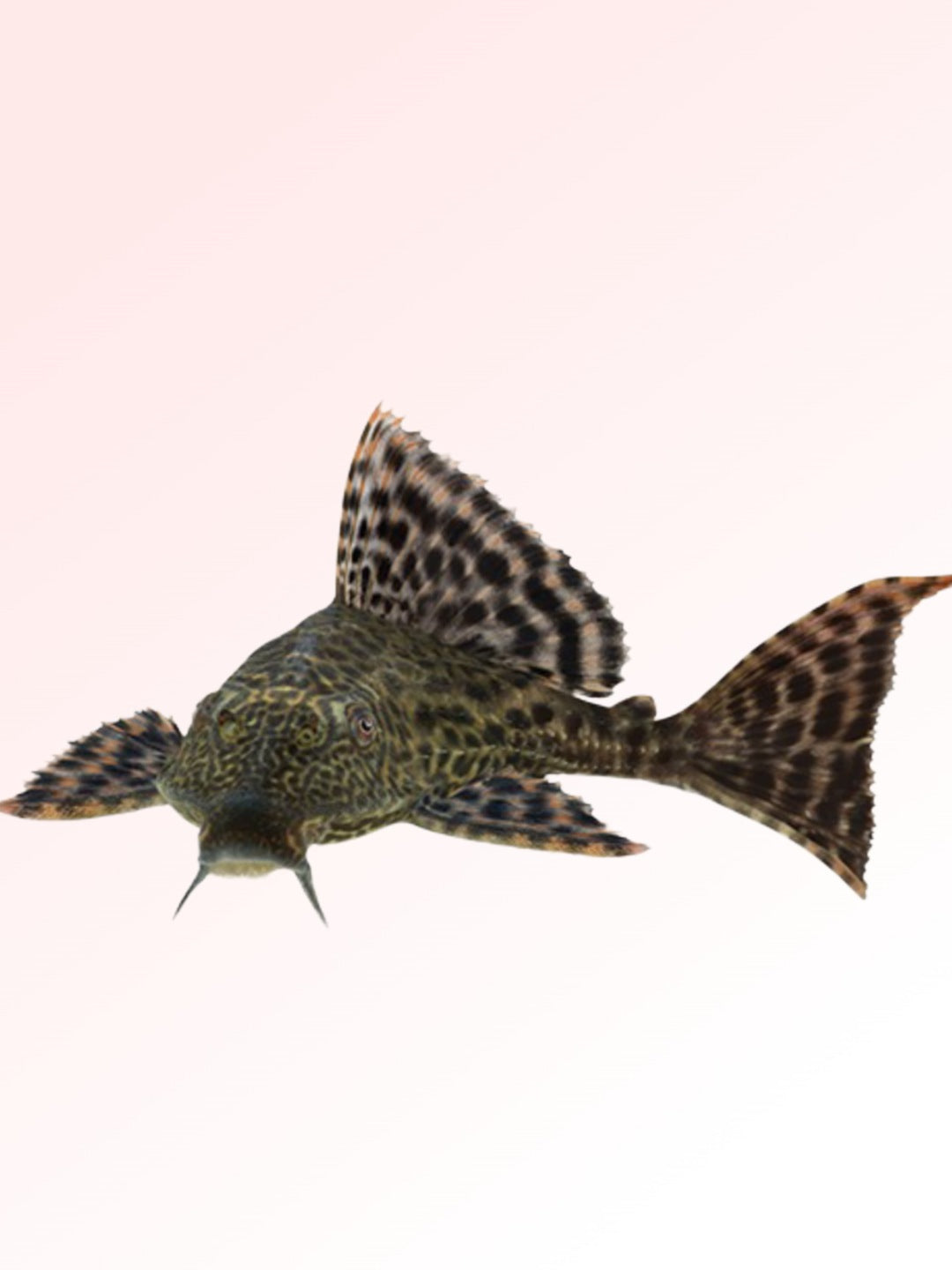 HI-FIN PLECOS (suckers)