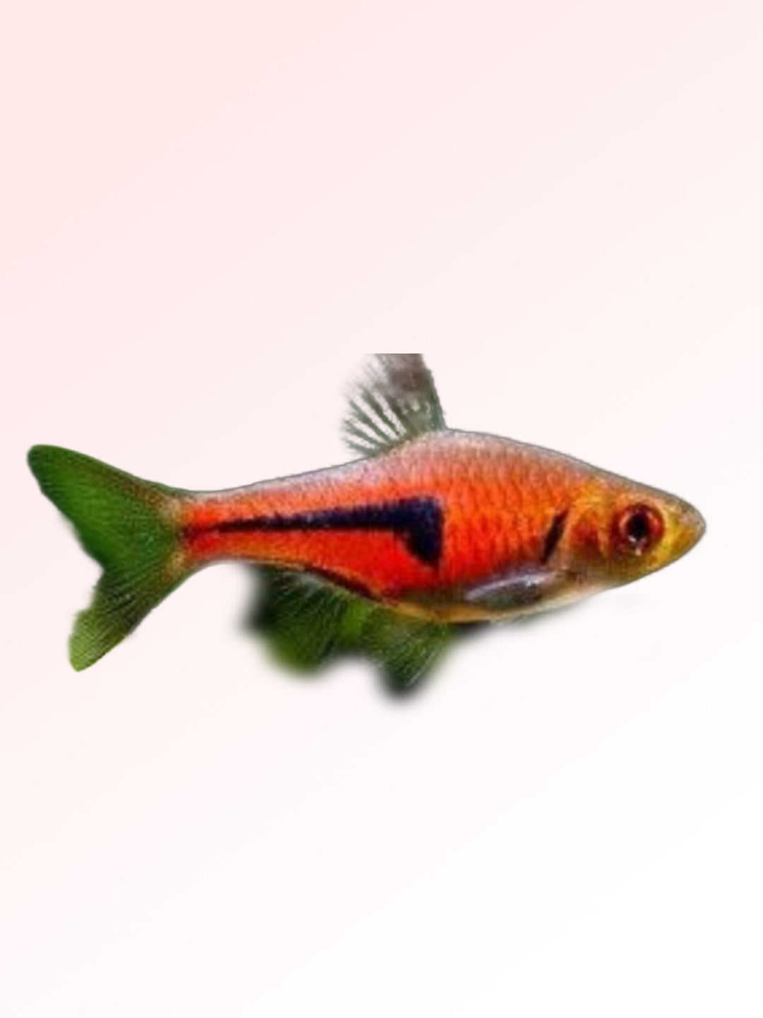 ESPEE RASBORA