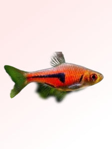 ESPEE RASBORA