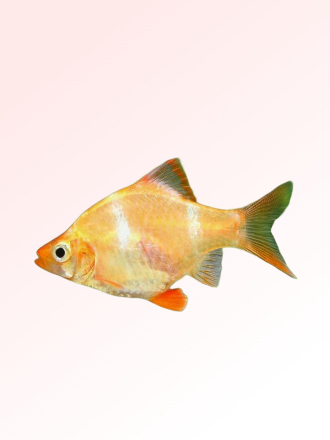 ALBINO TIGER BARB