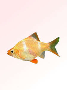 ALBINO TIGER BARB