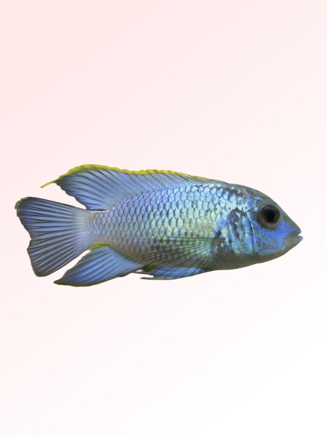 BLUE ACARA CICHLID